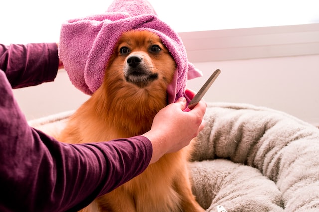 a-dog-with-a-towel-on-his-head